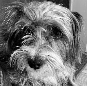 Meet your Posher, Ivy